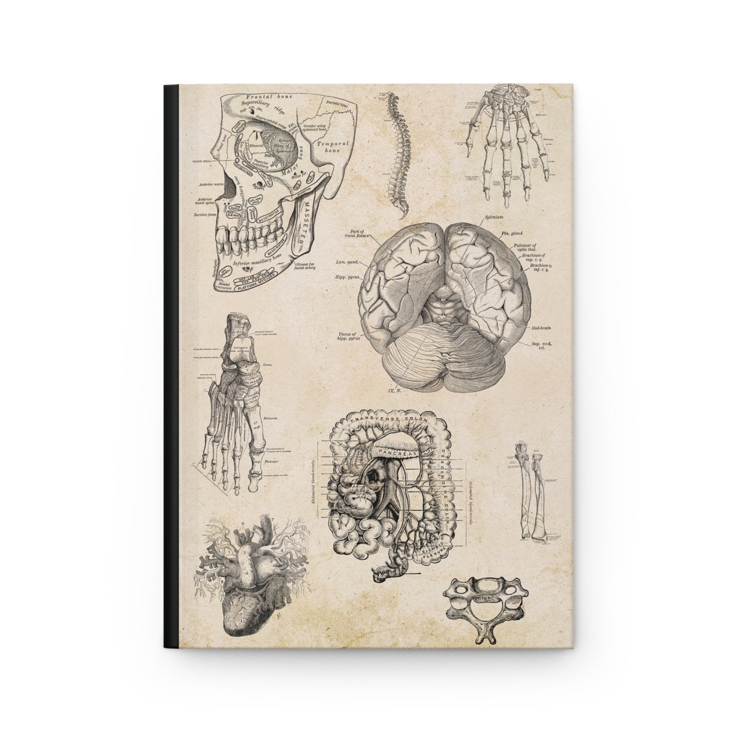 Anatomy Notebook