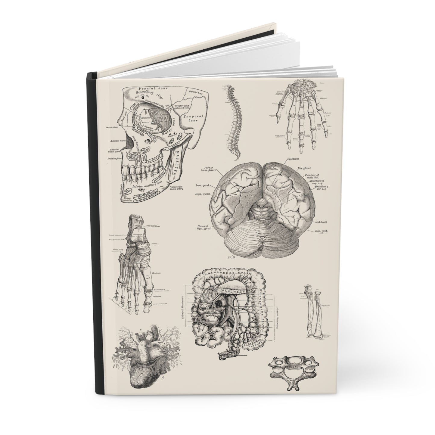Anatomy Notebook