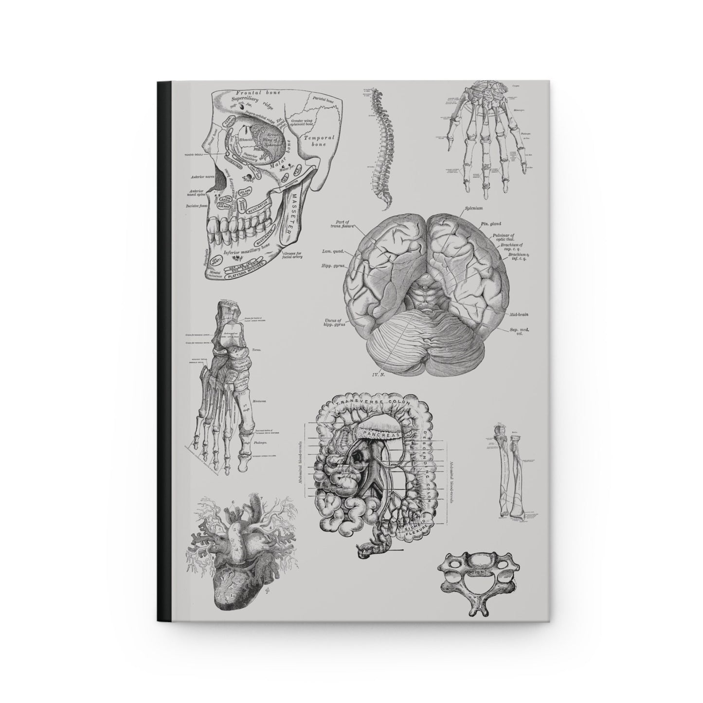 Anatomy Notebook