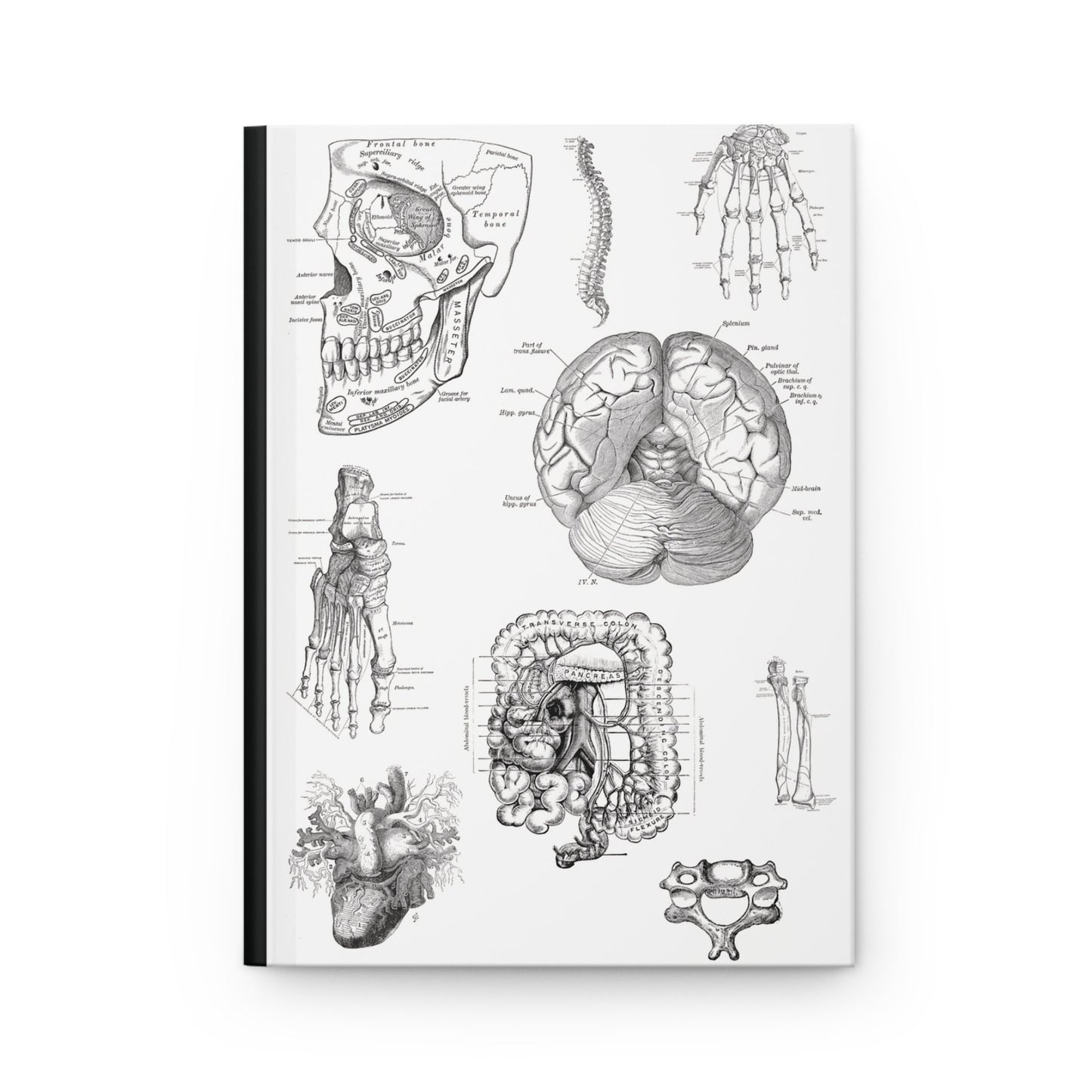 Anatomy Notebook